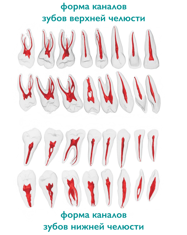 форма каналов зубов верхней и нижней челюсти