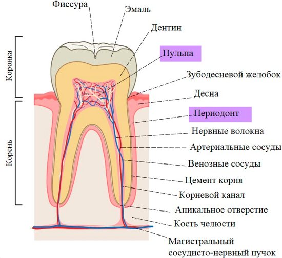 что может боль у зуба - пульпит и периодонтит - w550