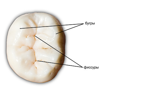 русинок бугров и фиссур на поверхности жевательного зуба